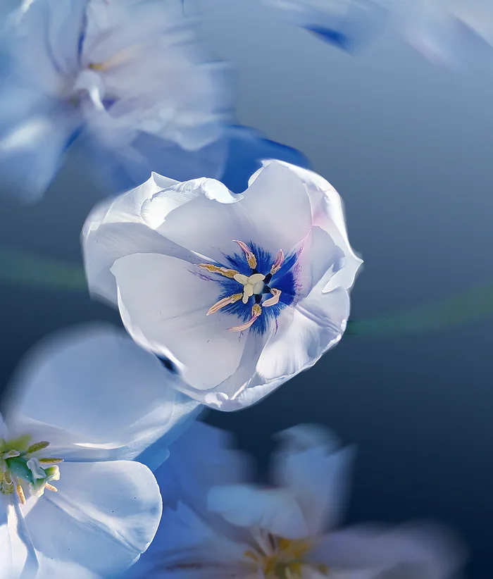 蓝色调花朵群中的中心花蕊